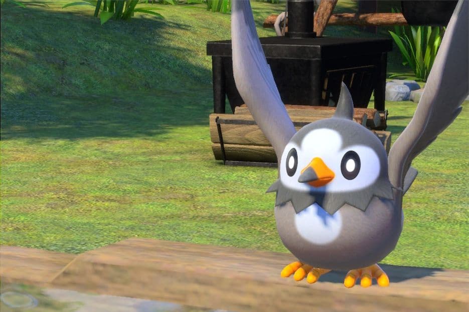 1 photo of Starly