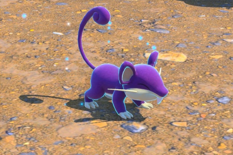 3 photo of Rattata