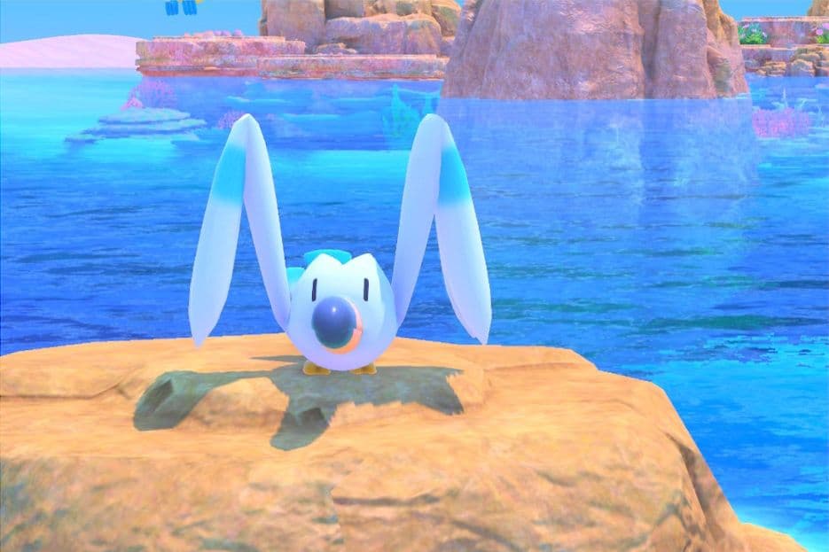 1 photo of Wingull