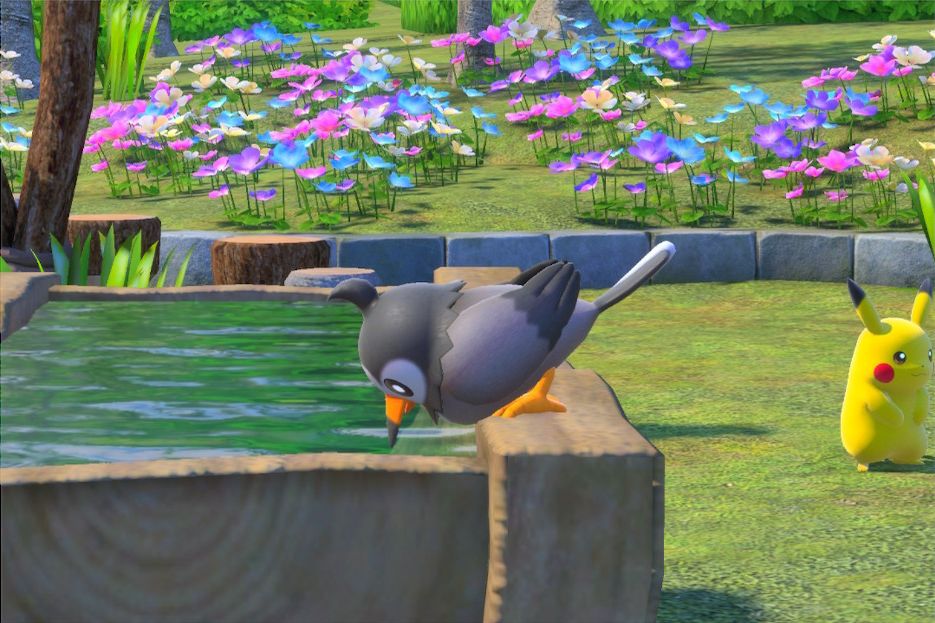 3 photo of Starly